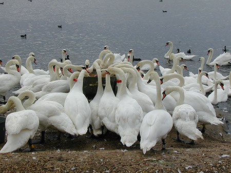 Abbotsbury Swannery - Date Taken 07 Aug 2000